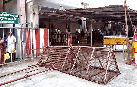 பழனி மலைக்கோயிலில் குரங்குகள் பிடிக்கும் பணி துவக்கம்